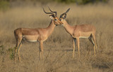 Fototapeta Sawanna - Male impala antelope South African wildlife safari