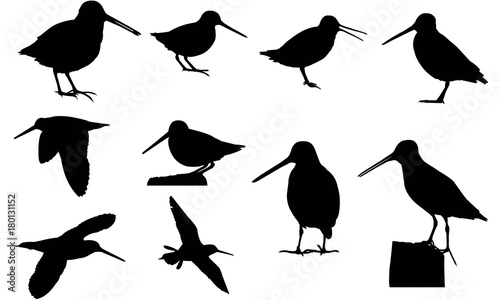 Fotografía Snipe Silhouette Vector Graphics