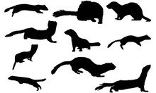 Stoat Silhouette Vector Graphics