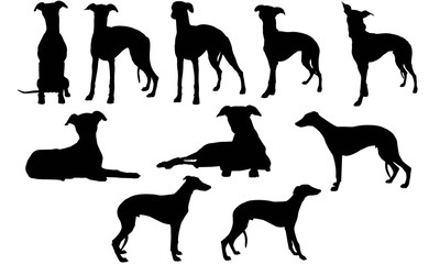 Wall Mural - Whippet Silhouette Vector Graphics