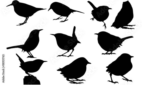 Fotografía Wren Silhouette Vector Graphics