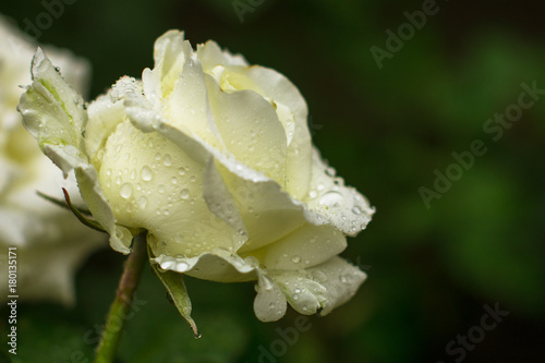 beautiful-white-rose-and-water-drops-on-the-petal-of-roses-against-the-background-of-green-bushes-in-the-garden