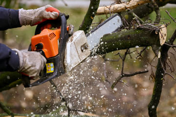 Wall Mural - Cutting tree with chainsaw