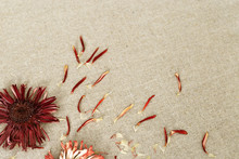 Flat Lay From Red Petals Of Gerbera Flowers On Sackcloth With Copy Space. Floral Background.
