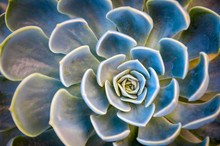 Abstract View Of A Succulent Plant