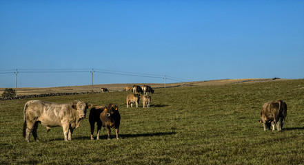 Wall Mural - Bétail en Aubrac à Recoules-d'Aubrac, Lozère, France