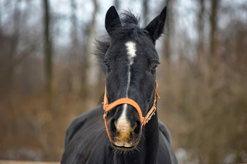 head of a black horse in a bridle in winter portrait