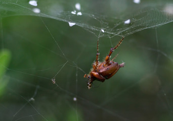 macro