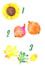 Water Colored Sunflower, Two Pumpkins, Three Leaves On The White Background.