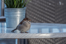You Can Find Them Everywhere. Sparrows Pecking Crumbs On A Brown Park Bench Or Sitting On Chairs And Tables In Restaurantes
