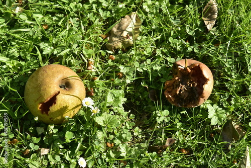 Fotografía Pommes tombées en état de décomposition au verger des Jardins Massart à Auderghe