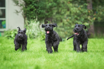 Wall Mural - Happy giant schnauzer puppies playing in the yard