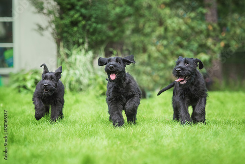 Cuadros en Lienzo Happy giant schnauzer puppies playing in the yard