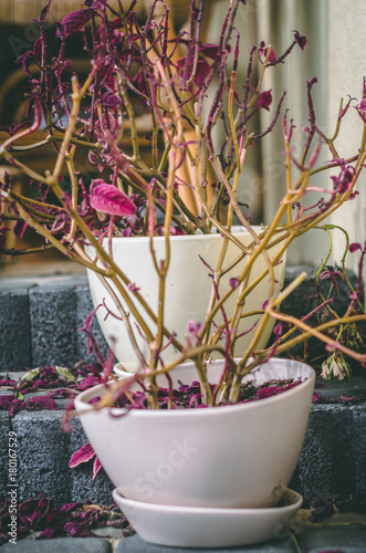 Withered plant with purple leaves in white porcelain pot плакат