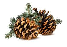 Brown Pine Cone On White Background With Clipping Pass