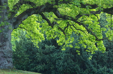 Wall Mural - Oak tree in Hamburg