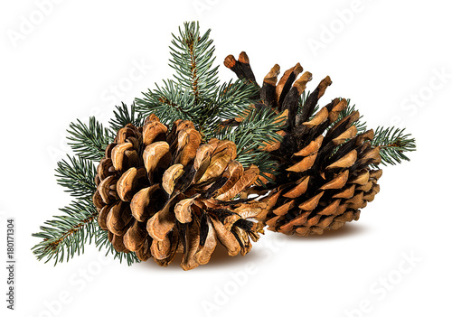 Fotografie, Obraz Brown pine cone on white background with clipping pass