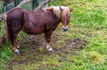 Horse in Asturias, Spain