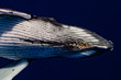 baleine à bosse et ses parasites