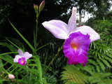 Fototapeta Kwiaty - Orchidee Arundina graminifolia