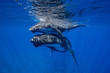 baleine à bosse et son baleineau