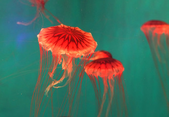 Wall Mural - red jellyfish in the light green sea water 