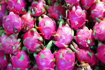 Fresh dragon fruit in pile during harvest season