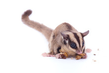 Female Sugar Glider Eating Roast Insect On The Floor Isolate On White.