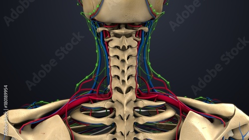 Cervical Vertebrae With Lymph Nodes And Blood Vessels Stock