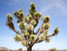 Joshua Tree, (Yucca Palm) Photo Against A Blue Sky In The Joshua National Park, California