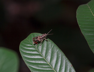 Wall Mural - The image of the Rufous-legged grasshopper in Thailand.(Xenocatantops humilis)