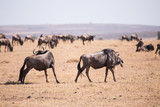 Fototapeta Sawanna - wildebeest in Masai Mara National Park in Kenya Africa