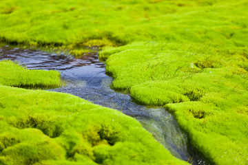 Wall Mural - Iceland Small River Stream with green moss