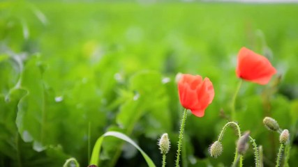 Sticker - Poppies on a green field.