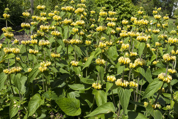 Wall Mural - Phlomis russeliana