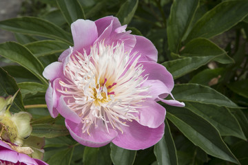 Sticker - Paeonia 'Bowl of Beauty'