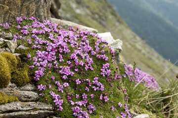 Wall Mural - Silene acaulis