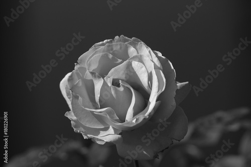 {keywor d} adidas rose pale et blanche