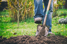 Gardener Digging In A Garden With A Spade. Man Using A Big Shovel For Digging Old Lawn. 