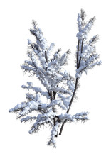 3D Rendering Bush Under Snow On White