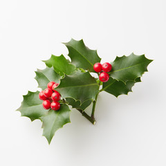 Wall Mural - christmas holly with red berries.