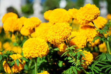 Wall Mural - Yellow Marigold flowers