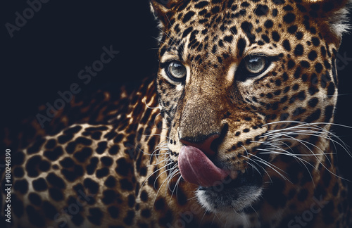 Leopard portrait on dark background Slika na platnu