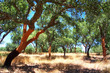 cork oak forest at south of Portugal