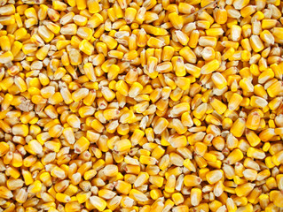 Corn Background