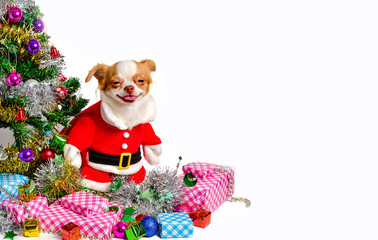 Wall Mural - Chihuahua Dog  in Christmas costume 