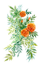 Watercolor Hand Drawn Painting With Orange Marigolds On White Background.