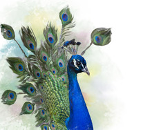 Portrait Of Peacock Watercolor