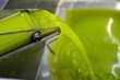 Greece, Peloponnese, Messinia, Kalamata, extra virgin olive oil extraction process in olive oil mill.