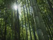 Bambus Hintergrund Sonne Wald stark